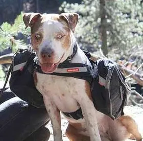 Ezydog Saddlebags (for use with Convert Harness)